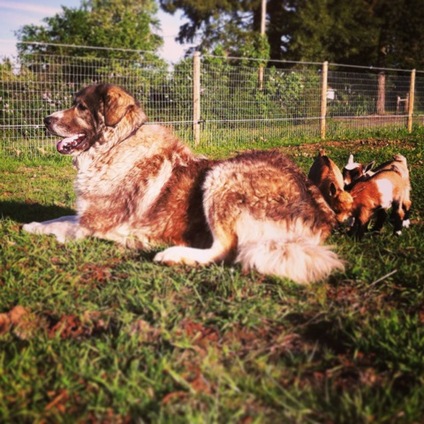 One of our livestock guardian dogs looking after the babies